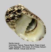 Nerita maura